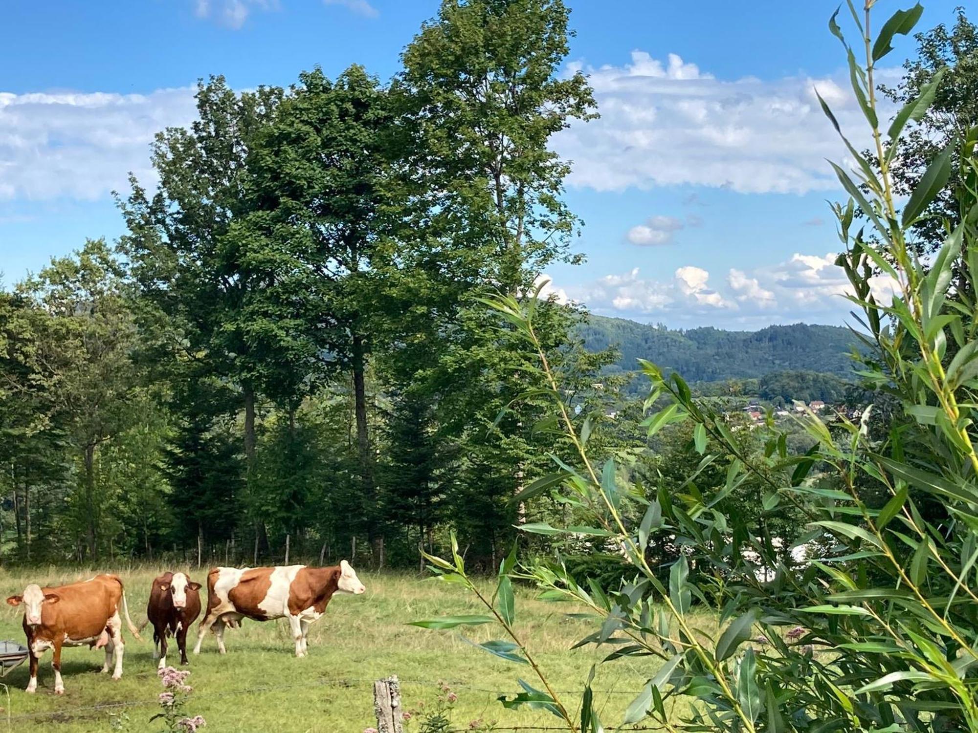 Vogesenparadies Kirchberg Zewnętrze zdjęcie